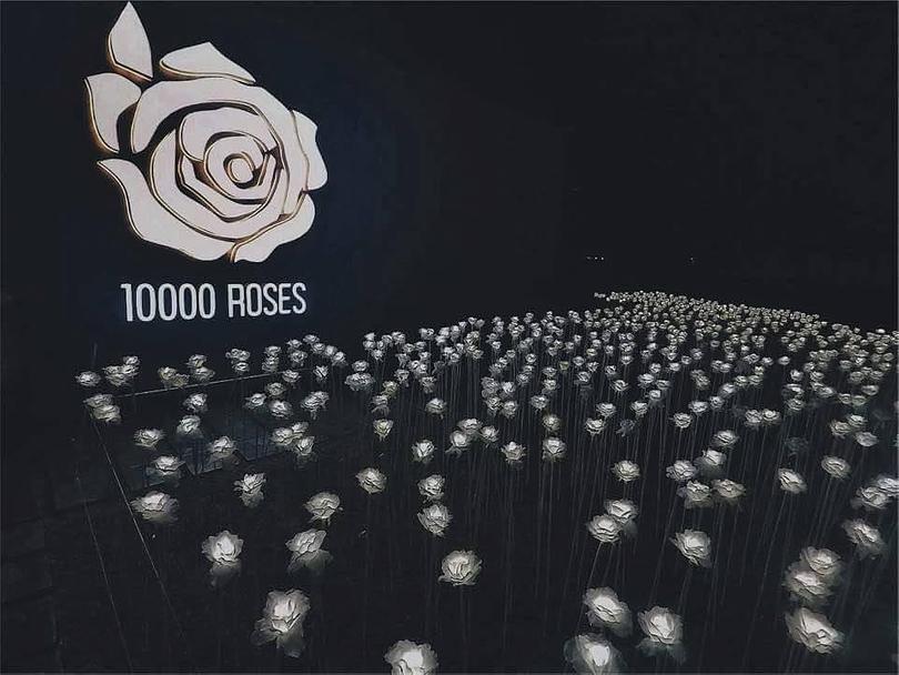 宿霧送我一萬朵玫瑰花