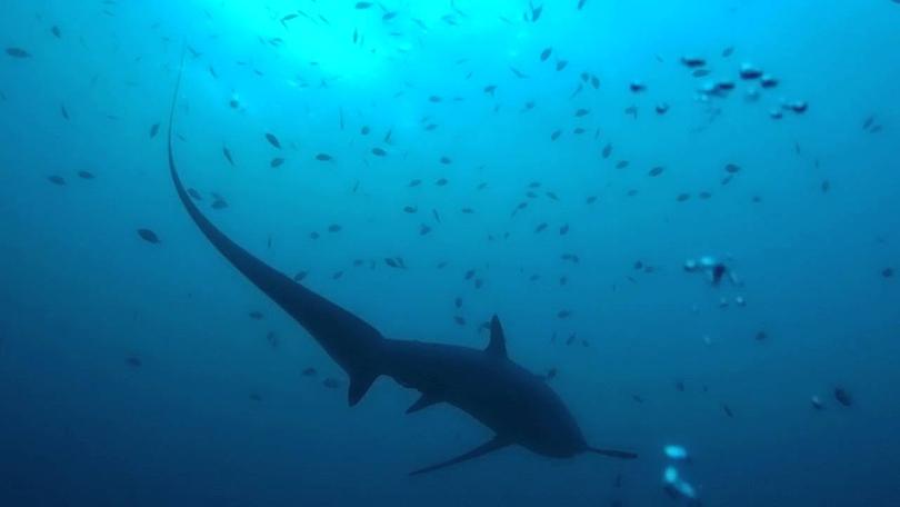 菲律賓力推潛水觀光 長尾鯊出沒